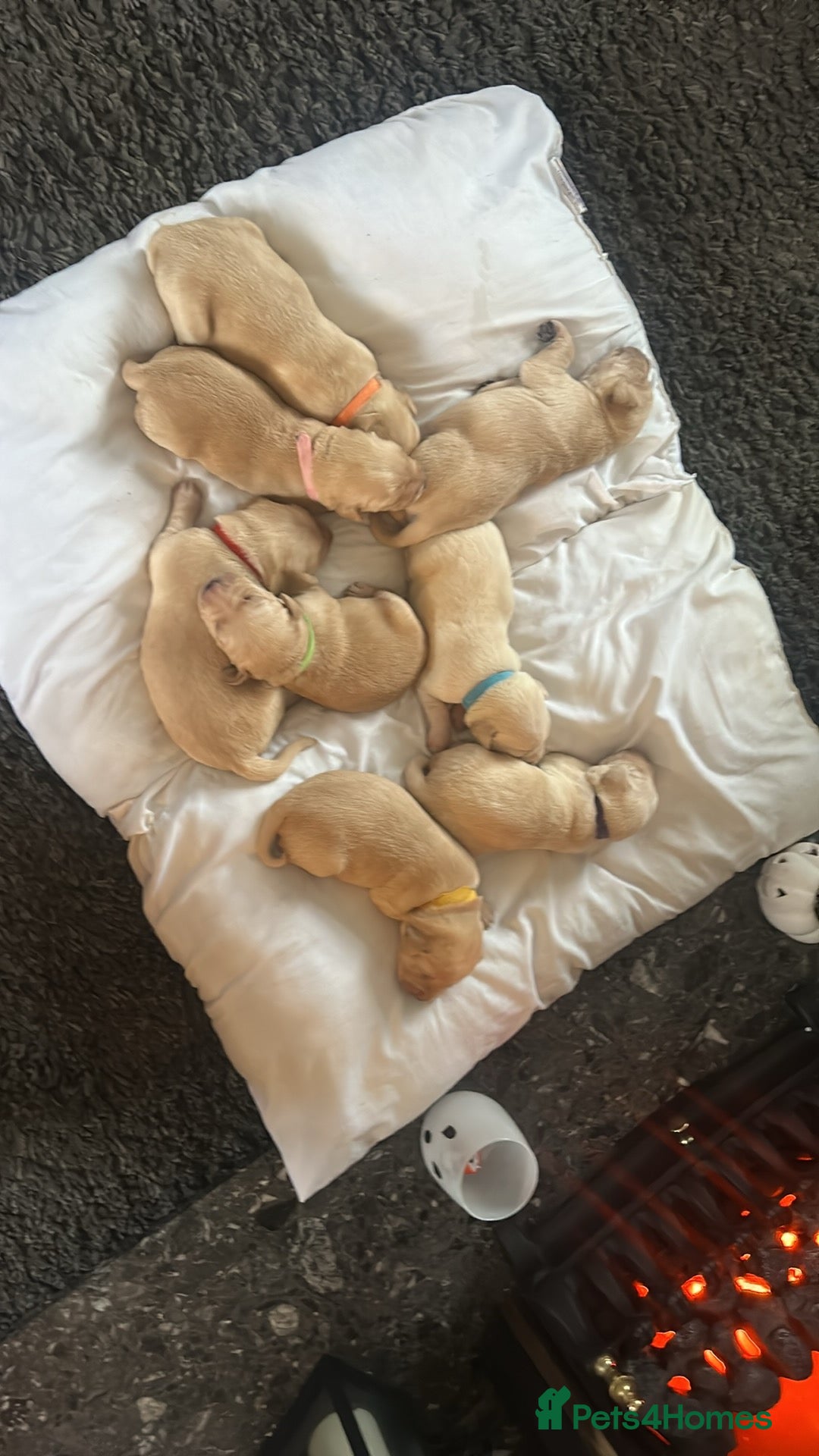 Labrador Retriever dogs for sale: Perfect Labrador Puppies - Image 5