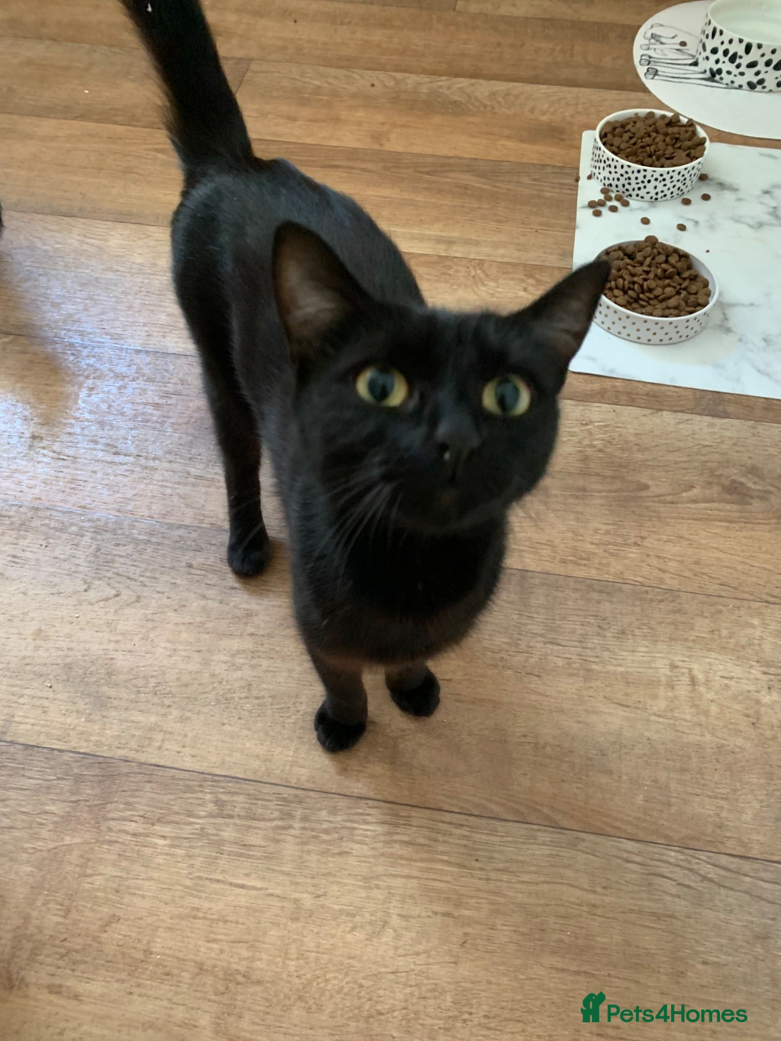 Mixed Breed cats 4 all black kittens  - Advert 11