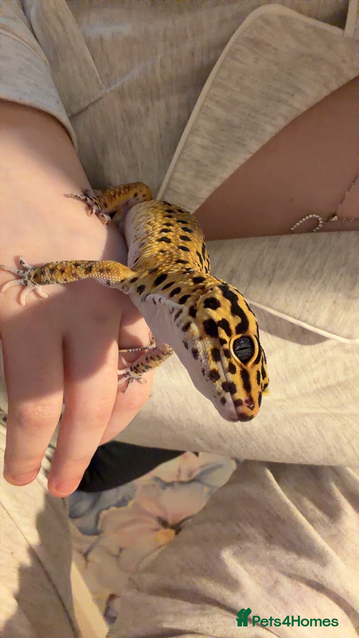 Leopard Gecko reptiles  Leopard Gecko - Advert 2