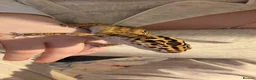 Leopard Gecko reptiles for sale:  Leopard Gecko in Rotherham - Advert 1