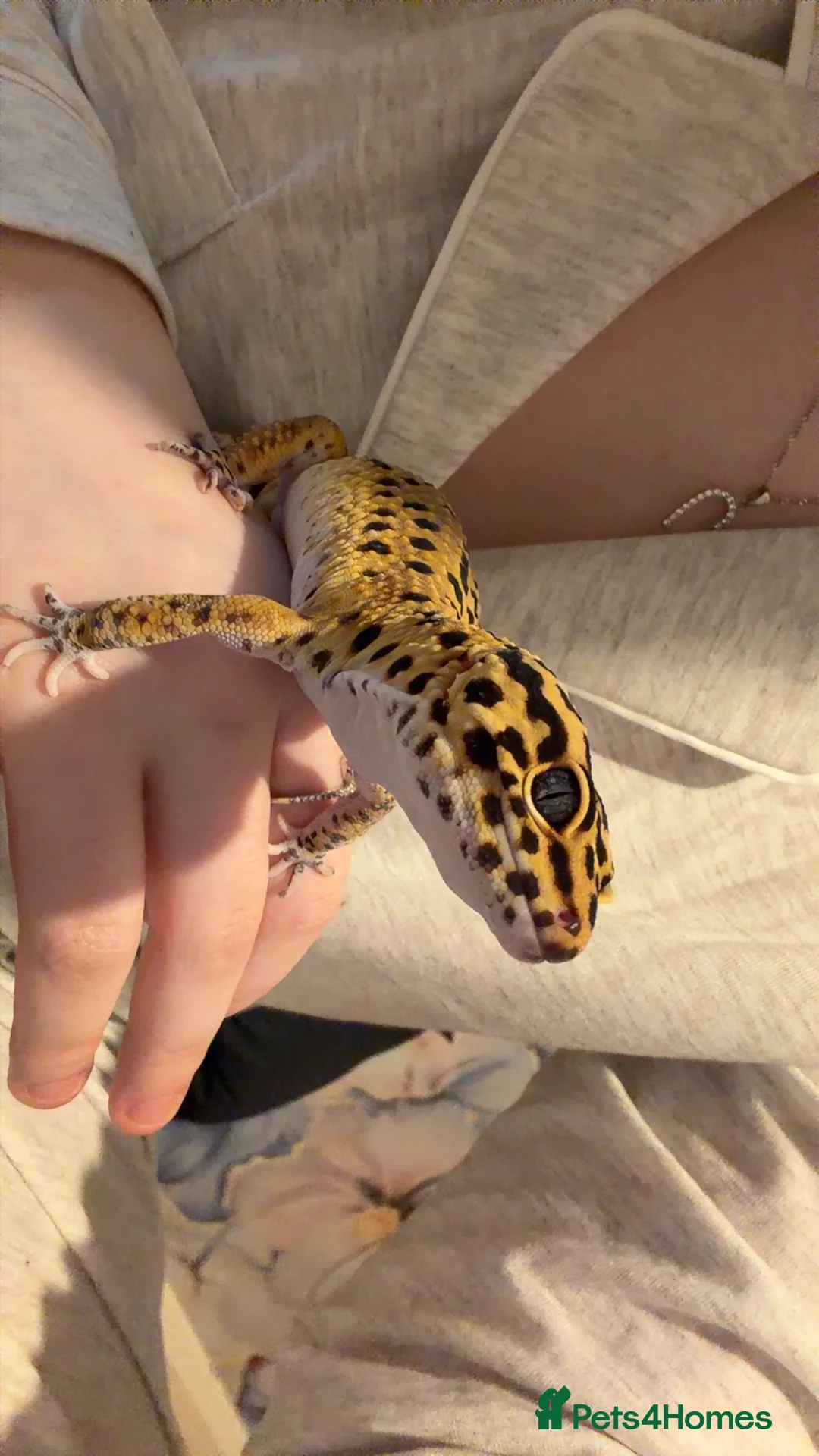 Leopard Gecko reptiles for sale:  Leopard Gecko in Rotherham - Advert 1