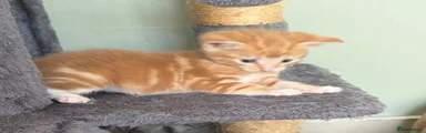 Ginger 