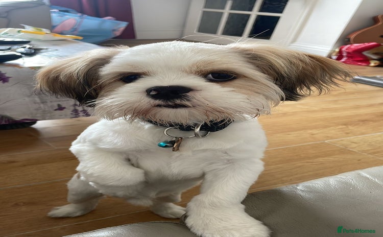 Lhasa Apso dogs - Advert 1