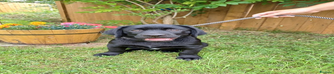 Labrador Retriever Puppy 1