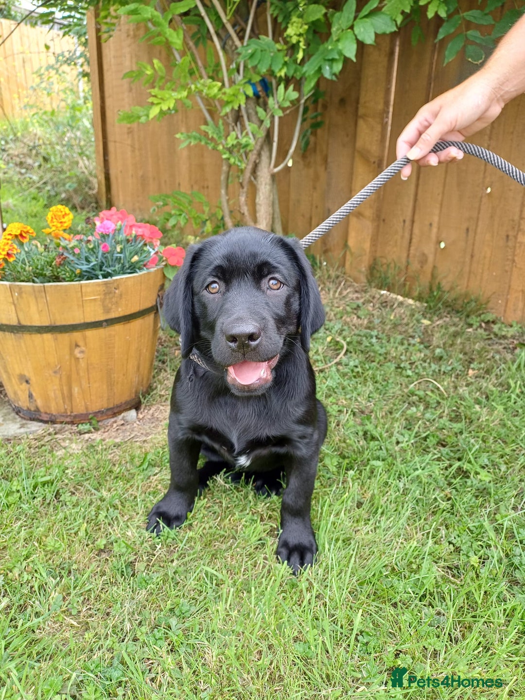 Labrador Retriever dogs for sale: Labradors, vaccinated and ready for new home  - Image 6