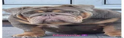 English Bulldog dogs for sale: English Bulldog Female  - Advert 21
