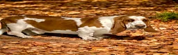 Basset Hound dogs for sale: Two Bassett hound  - Advert 9