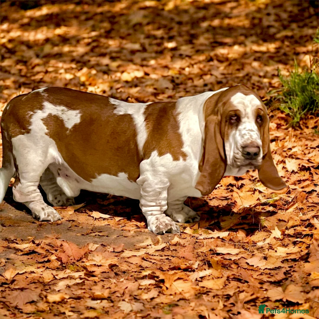 Basset Hound dogs for sale: Two Bassett hound  - Advert 9
