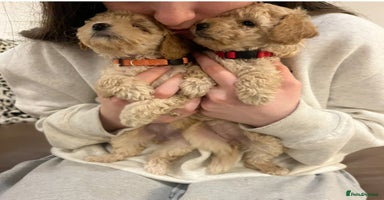 Miniature Poodle dogs Gorgeous miniature poodle pups - Advert 6