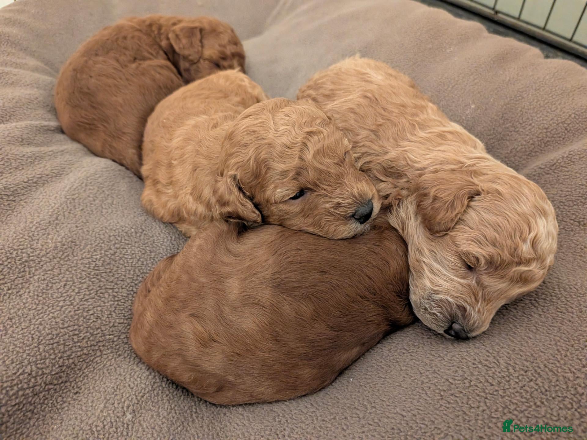 Toy Poodle dogs for sale: Beautiful Toy Poodle Puppies – Apricot boy 🩵 - Advert 19