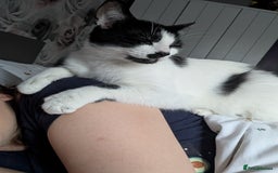 Domestic Shorthair cats for sale: 2 year old domestic shorthair  - Image 3