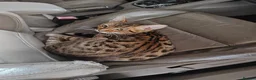 Bengal cats for sale: Bengal cat friendly boy  - Advert 5