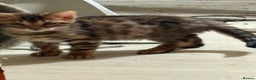 Bengal cats for sale: Pedigreed/registered Bengal kittens - Advert 4