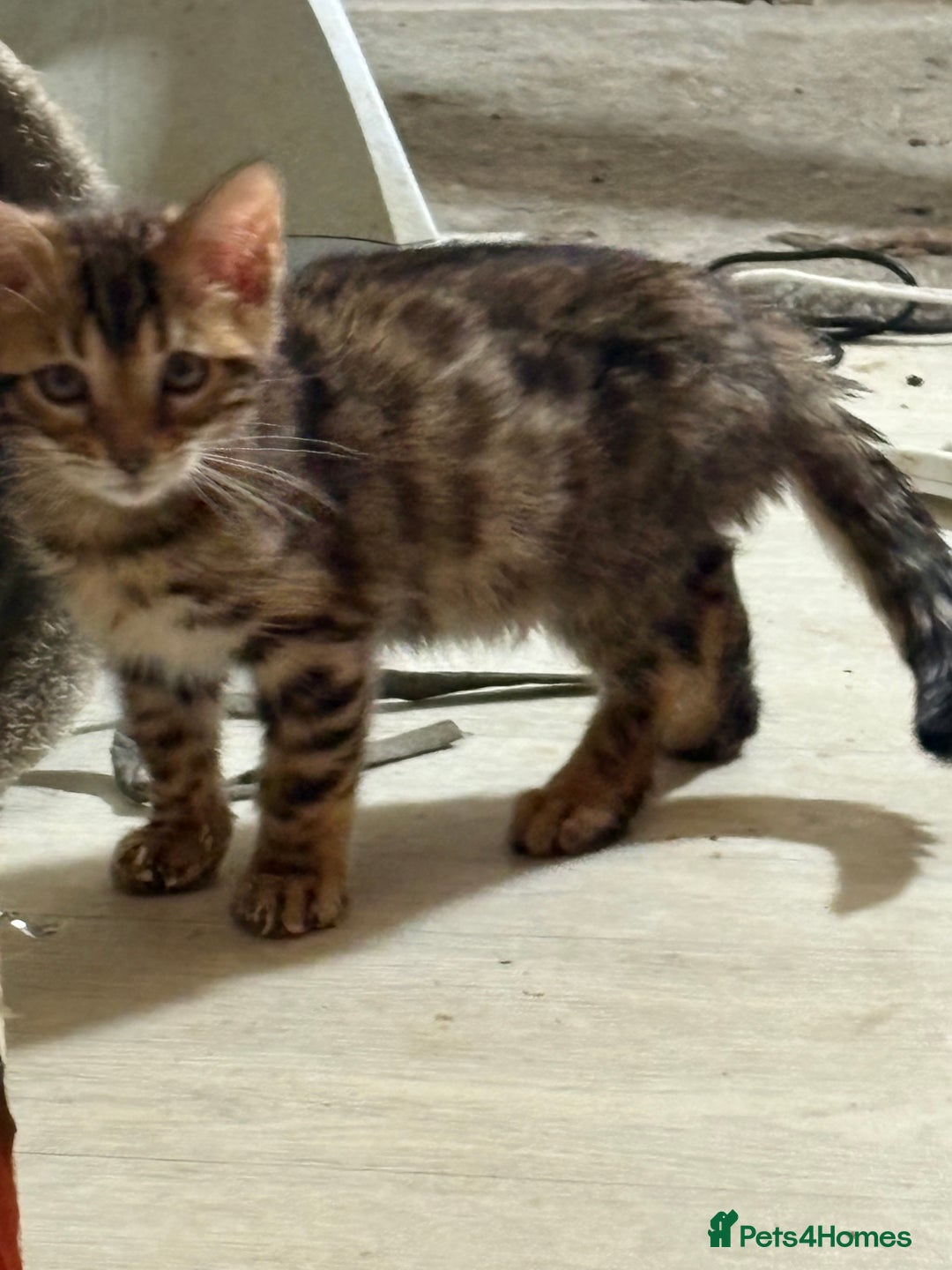 Bengal cats for sale: Pedigreed/registered Bengal kittens - Advert 4