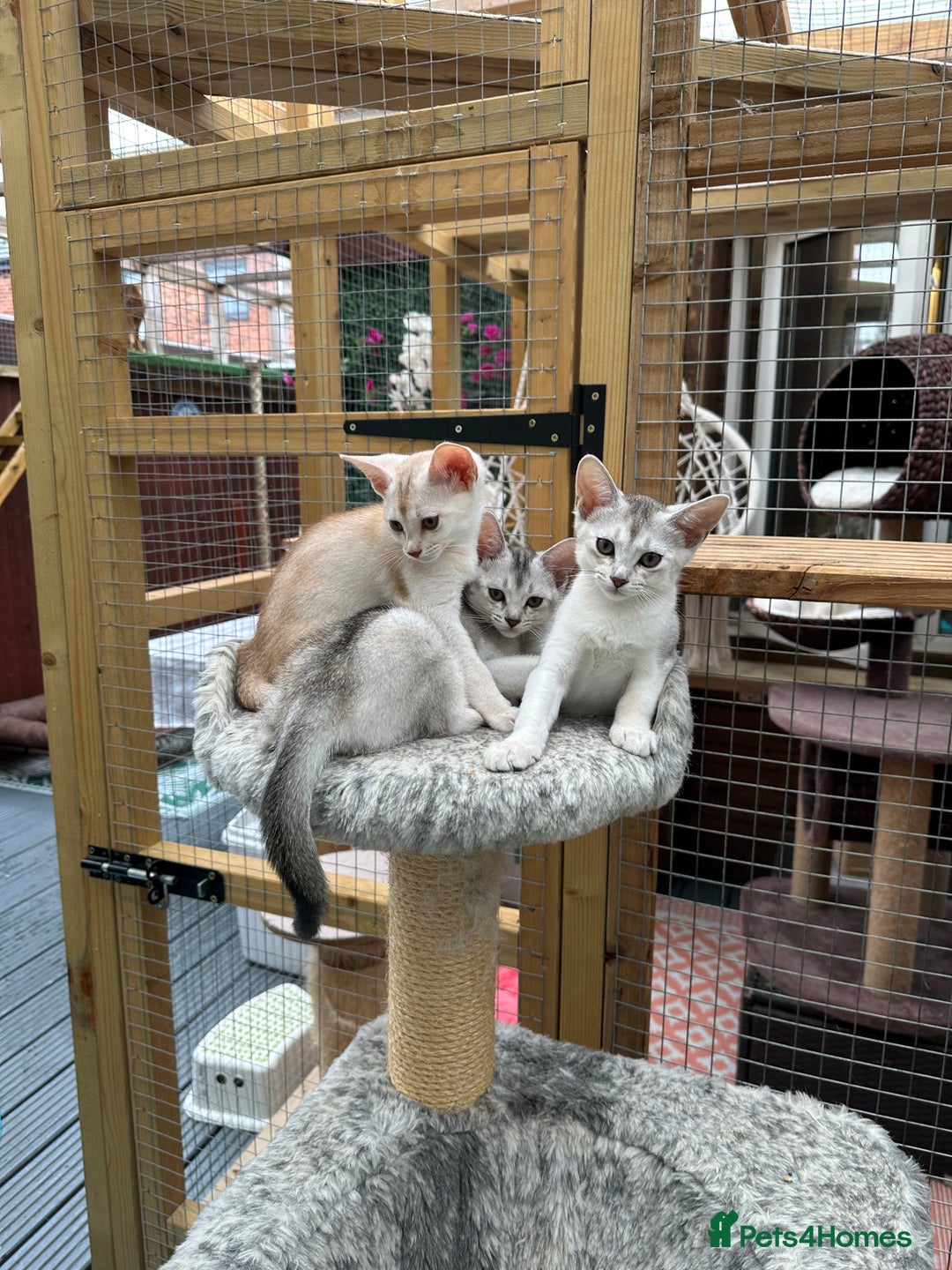 Abyssinian cats for sale: Pedigree Silver Abyssinian kittens - Image 23