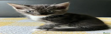 Grey and white half Maine coon 