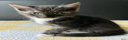 Mixed Breed cats for sale: Half maine coon kittens looking for a loving home - Advert 3