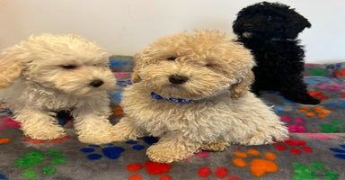 Cavapoo dogs - Advert 6