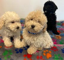 Cavapoo dogs - Advert 7