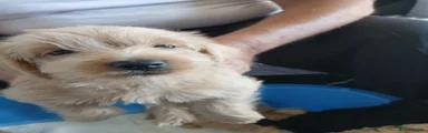 Jackapoo 6