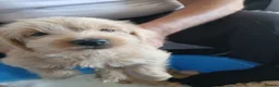 Jackapoo dogs for sale: Cockapoo puppy in Witney - Advert 10