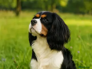 Cavalier King Charles Spaniel dogs ✨ Stunning KC Reg Cavalier King Charles Stud ✨ - Advert 14