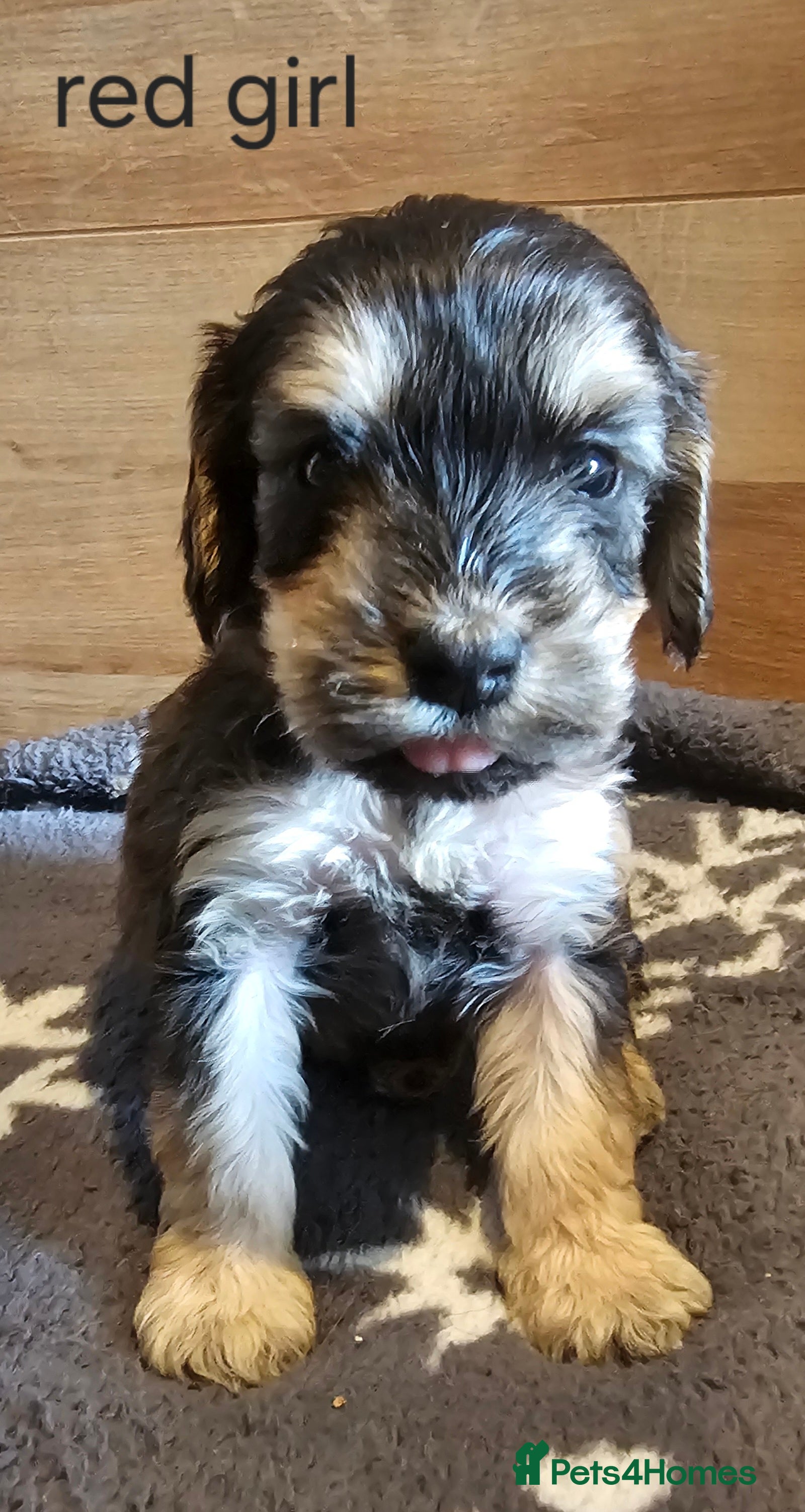 Cockapoo dogs Beautiful F1 cockapoo puppies ..6 girls 4 boys - Advert 5