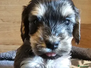 Cockapoo dogs Beautiful F1 cockapoo puppies ..6 girls 4 boys - Advert 5