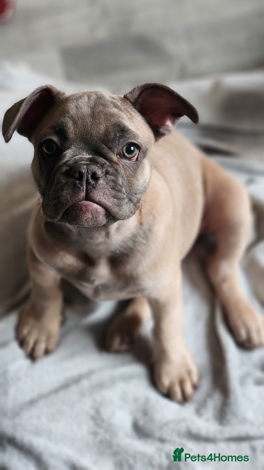 French Bulldog dogs for sale: 🐶3 french bulldogs left, price reduced £500🐶 - Image 4