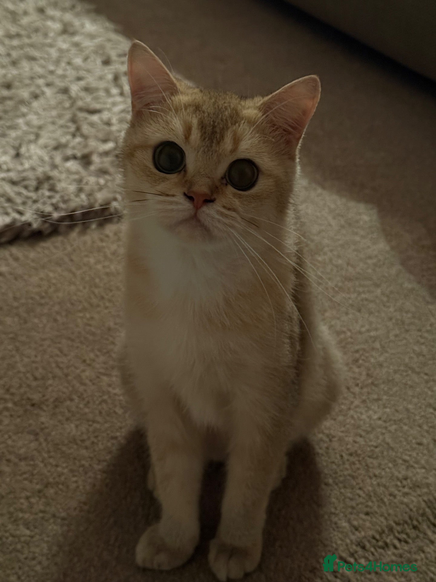 British Shorthair cats golden british shorthair kitten  - Advert 13