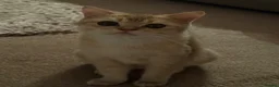 British Shorthair cats for sale: golden british shorthair kitten  - Advert 1
