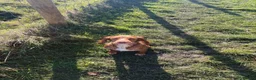 Cocker Spaniel dogs for sale: Re-homing  - Advert 4