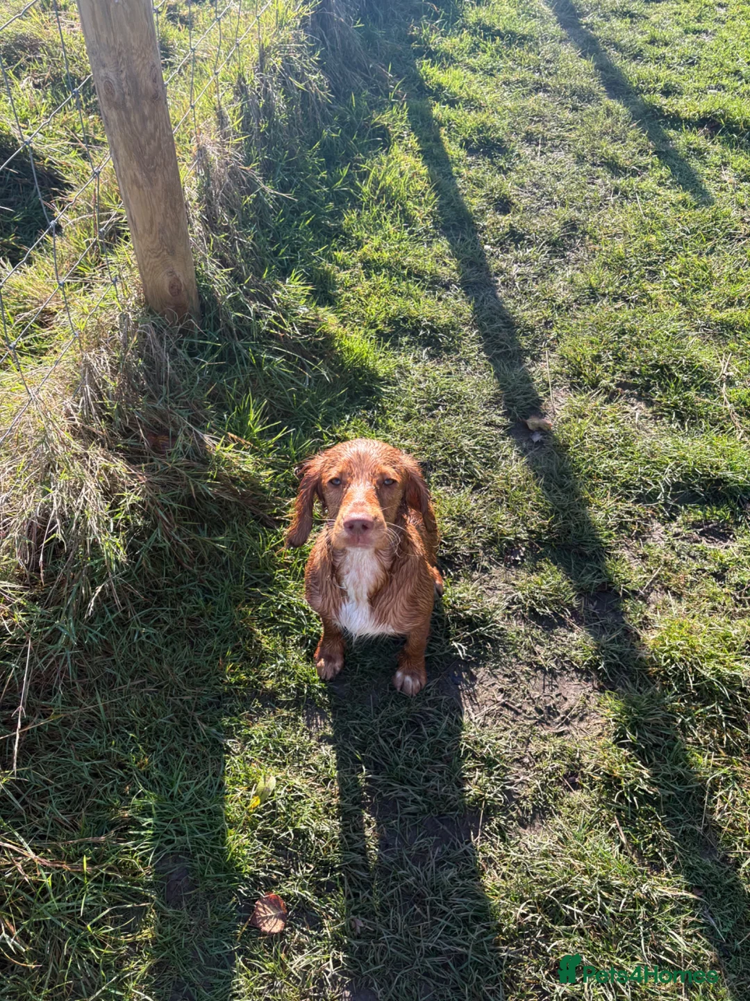 Cocker Spaniel dogs for sale: Re-homing  - Advert 4
