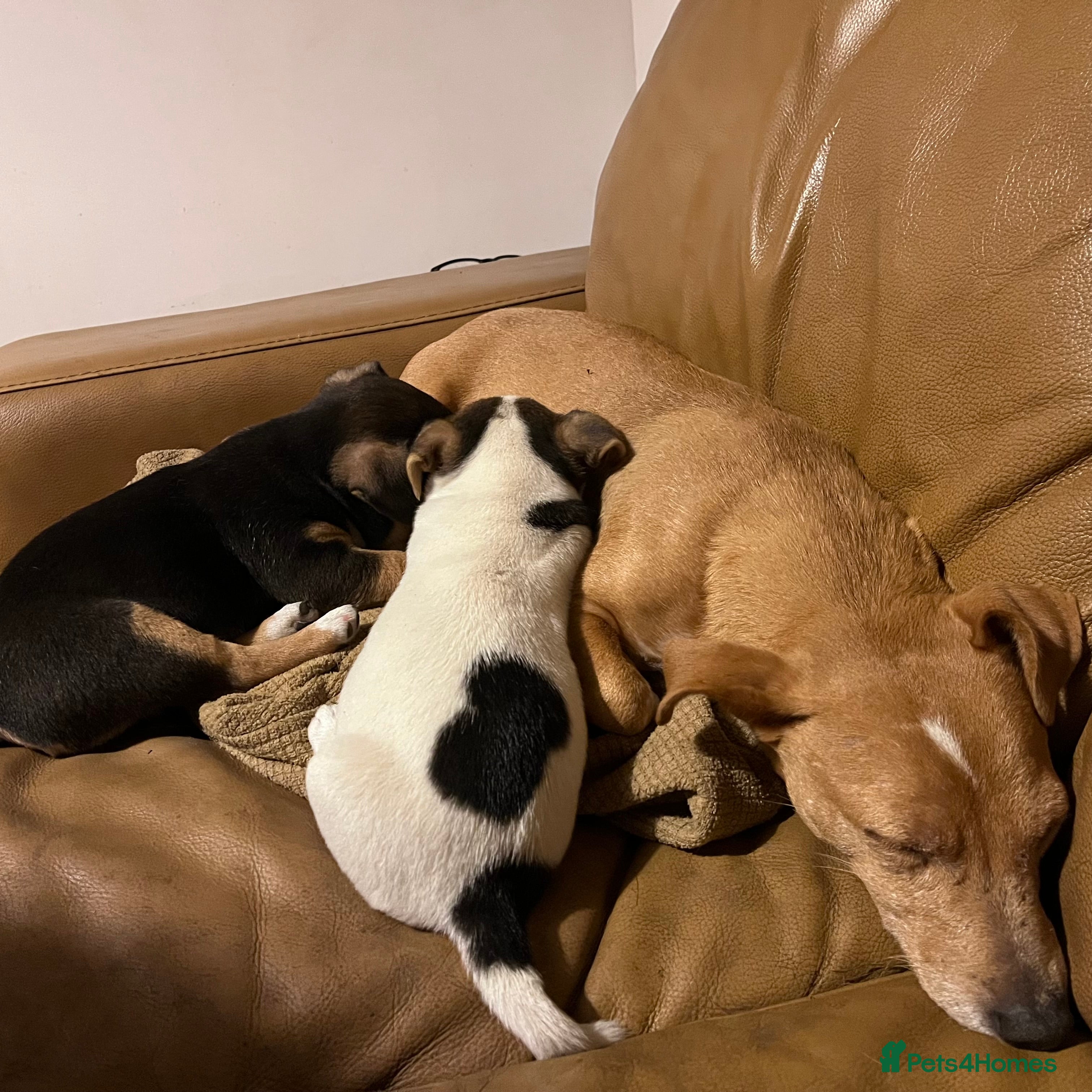 Jack Russell dogs Gorgeous Jack Russell pups - ready now - Advert 2