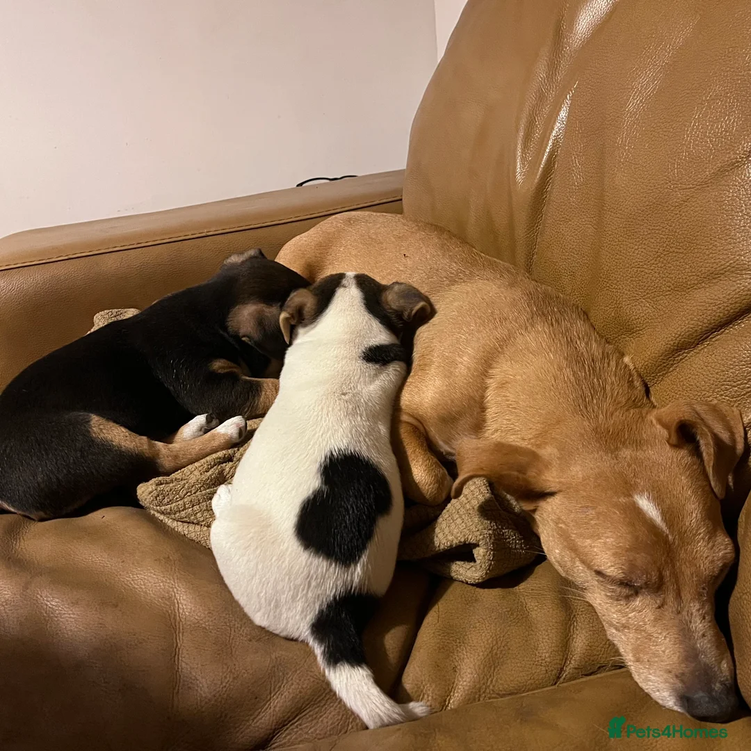 Jack Russell dogs for sale: Gorgeous Jack Russell pups - ready now - Advert 1