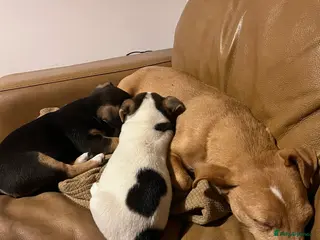 Jack Russell dogs Gorgeous Jack Russell pups - ready now - Advert 2