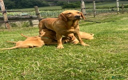 Labrador Retriever dogs for sale: Fantastic litter of fox Red Labrador puppies - Image 5