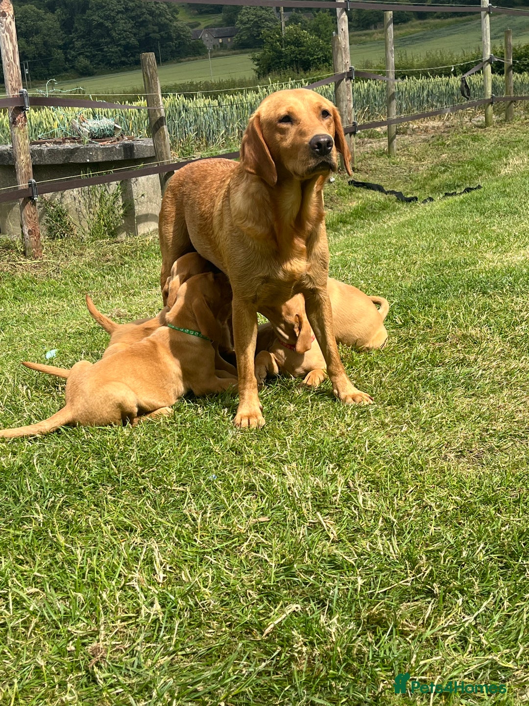 Labrador Retriever dogs for sale: Fantastic litter of fox Red Labrador puppies - Image 5