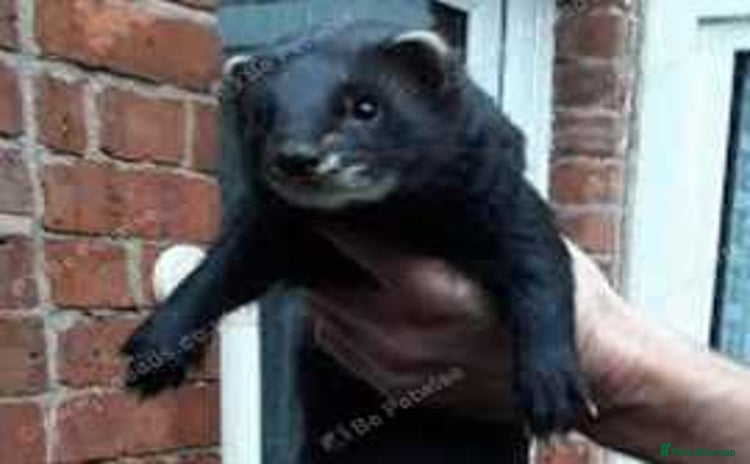 Ferret rodents - Advert 1
