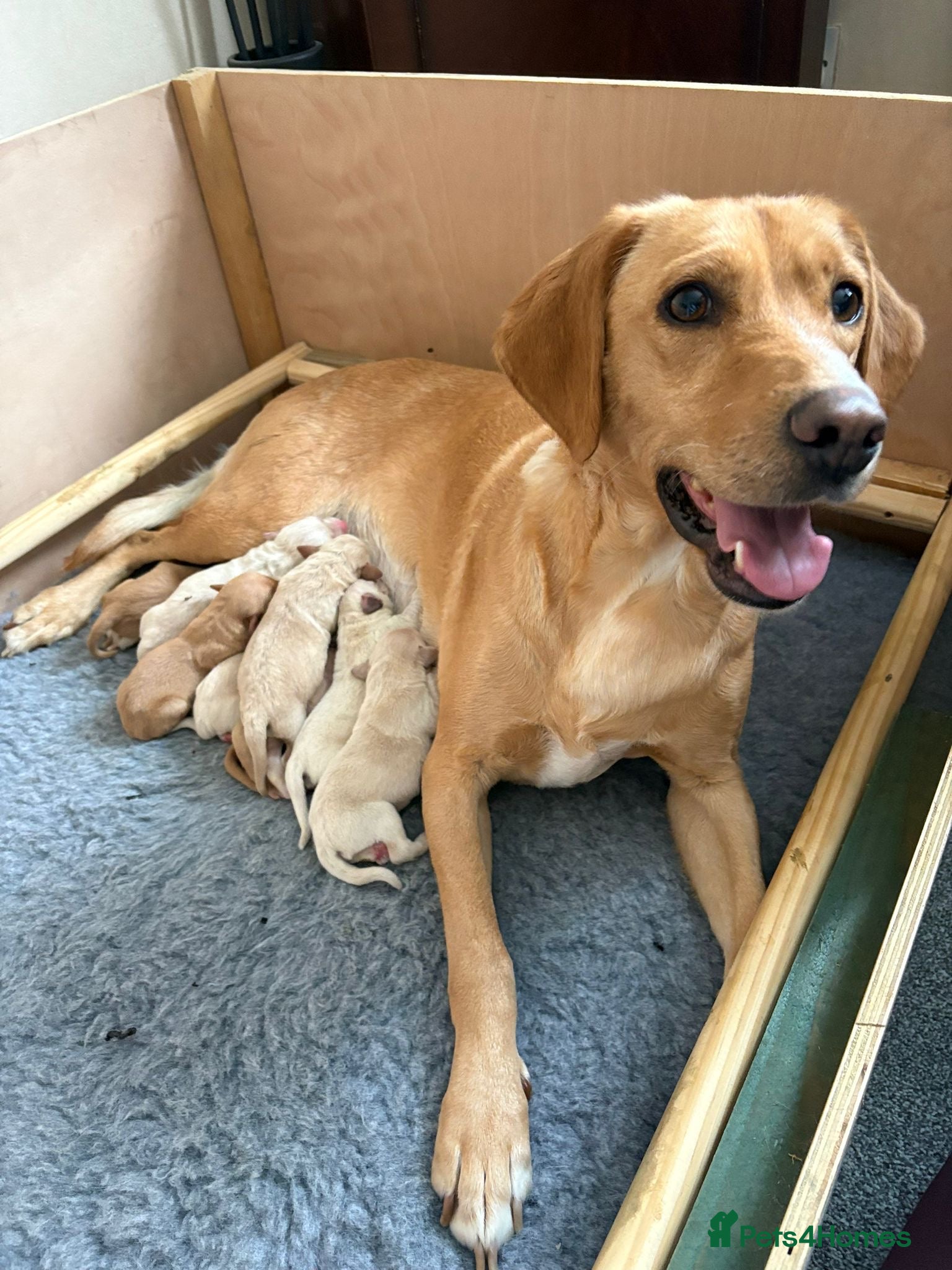 Labrador Retriever dogs Labrador puppies - Advert 1