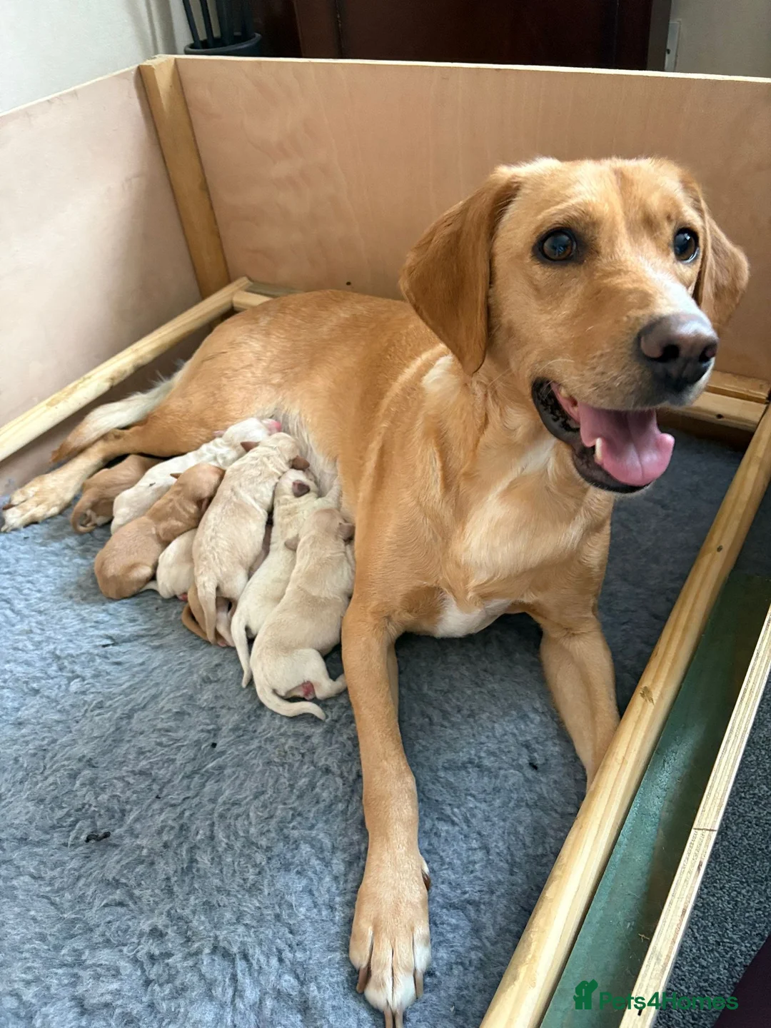 Labrador Retriever dogs for sale: Labrador puppies - Advert 1