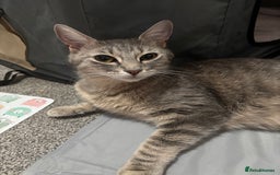 Domestic Shorthair cats for sale: Kittens - Image 27