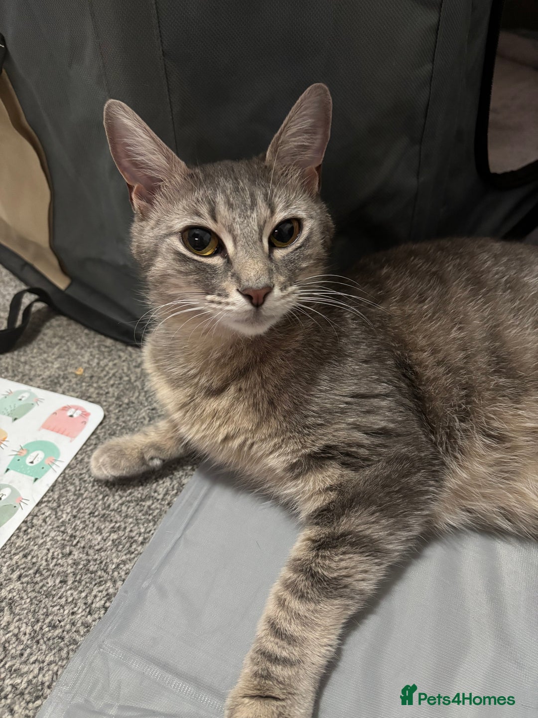 Domestic Shorthair cats for sale: Kittens - Image 27
