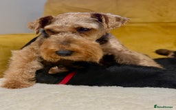 Welsh Terrier dogs for sale: Top quality litter  - Image 2