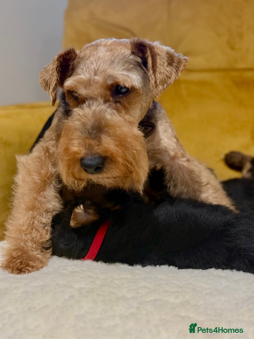 Welsh Terrier dogs for sale: Top quality litter  - Image 2