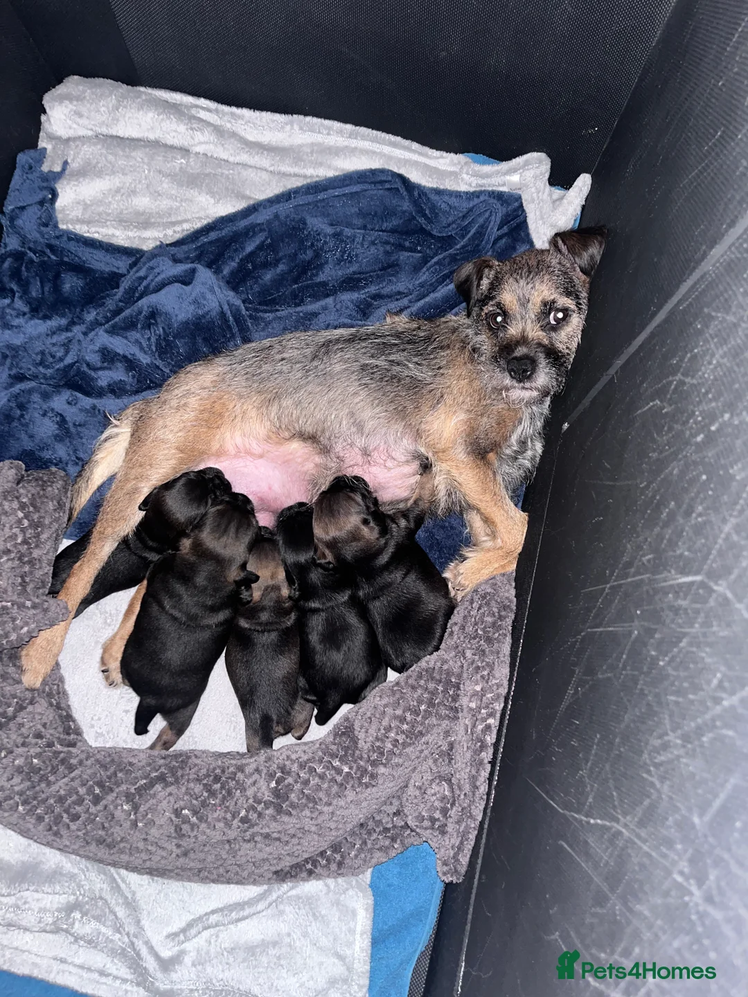 Border Terrier dogs for sale: Pedigree border terrier puppies - Advert 1