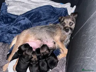 Border Terrier dogs Pedigree border terrier puppies - Advert 2