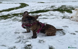 Mixed Breed dogs for sale: Dora  - Image 9