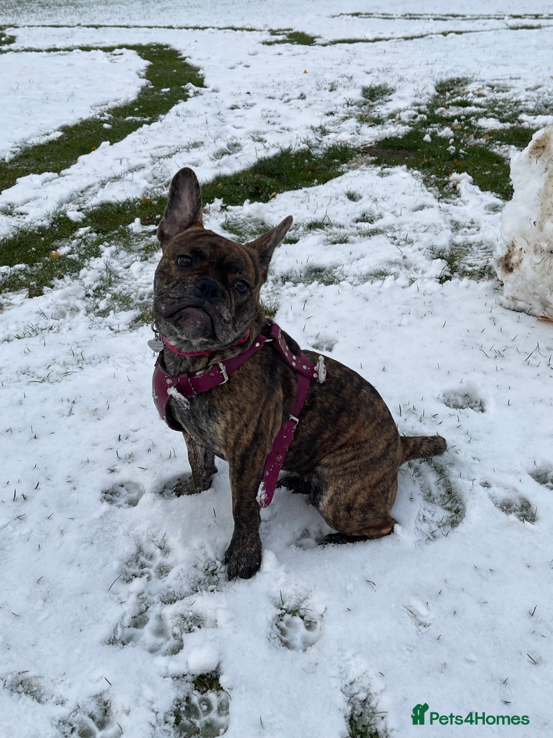 Mixed Breed dogs for sale: Dora  - Image 9