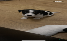 Jack Russell dogs for sale: Short leg pure bred jacks Russel original type .  - Image 3